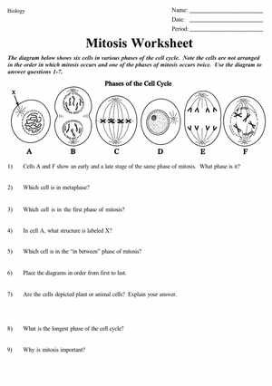 Mitosis Worksheet: Essential Cell Cycle Practice for Biology