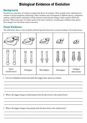 Grade 8 Fossil Evidence — Printable No-Prep Worksheet