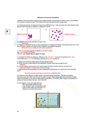 Diffusion and Osmosis Review Worksheet