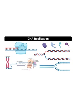 DNA Structure and Replication