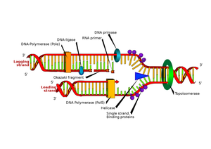 Fundamentals of DNA Structure