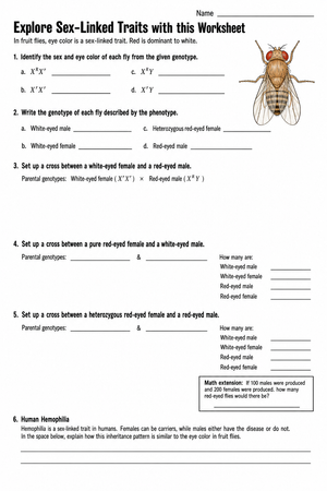 Sex-Linked Traits Worksheet | Grade 9 Biology Printable
