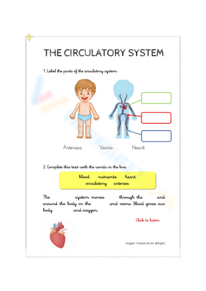 System of Circulatory Worksheet