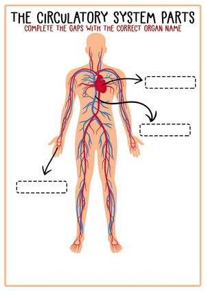 Explore the Circulatory System Parts