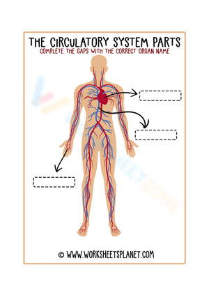 Explore the Circulatory System Parts