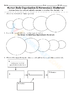 Explore Human Body Organization & Homeostasis