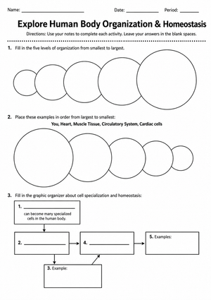 Human Body Organization Worksheet | Essential Grade 6-9