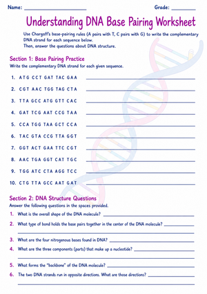 DNA Base Pairing Worksheet | Essential Grade 9-12 Biology