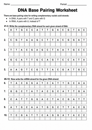 Essential DNA Base Pairing Worksheet | Grades 9-12