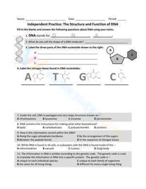 DNA Structure and Function Worksheet
