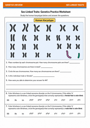 Essential Sex-Linked Traits Worksheet | Grade 9-12 Biology