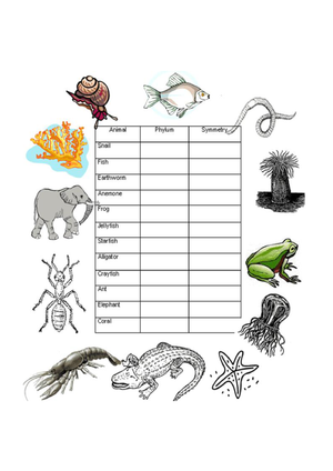 Animal Phyla and Symmetry Worksheet | Essential Biology