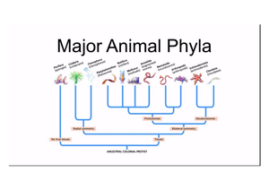Animal Phyla and Symmetry Guide | Essential Biology