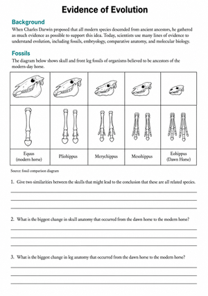 Grade 8 Evidence of Evolution — Printable No-Prep Worksheet
