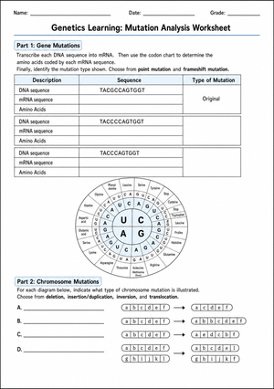 Essential Mutation Analysis Worksheet | Grade 8-12 Biology