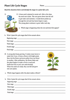 Plant Life Cycle Worksheet | Grade 10 Printable