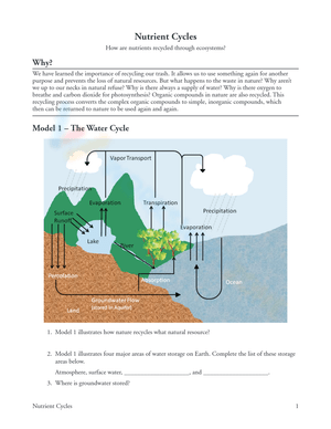 Explore Nutrient Cycles with this Engaging Worksheet
