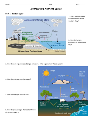 Interpreting Nutrient Cycles: An Engaging Worksheet