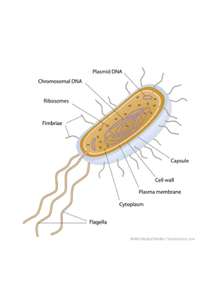 Prokaryote and Eukaryote Cells: Biology Worksheet