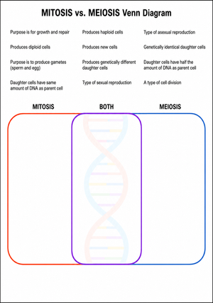Printable Mitosis vs Meiosis Venn Diagram | Grade 9-12