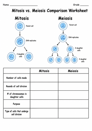 Printable Mitosis vs Meiosis Worksheet | Grade 9 Science