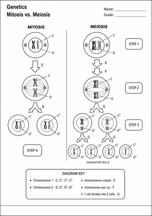 Grade 9 Mitosis vs. Meiosis — Printable No-Prep Worksheet