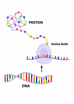 Protein Synthesis Diagram | Grade 9-12 Biology Printable