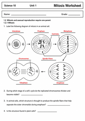 Printable Mitosis Stages Worksheet | Grade 10 Biology