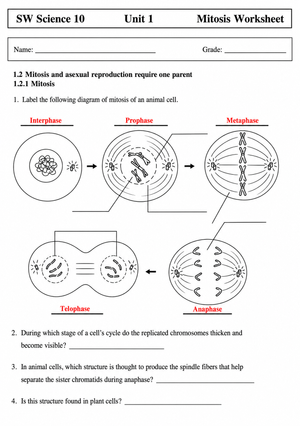 Mitosis Phases Worksheet | Grade 9-12 Essential