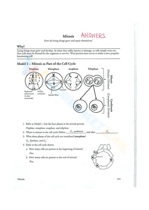 Check Key Mitosis Worksheet