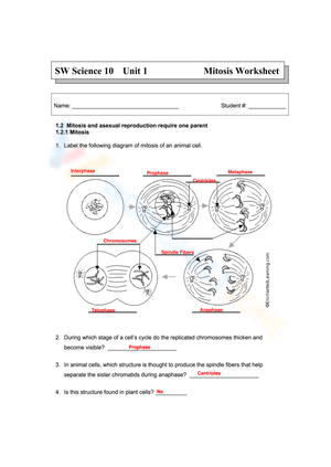 Grade 10 Mitosis Worksheets 2024