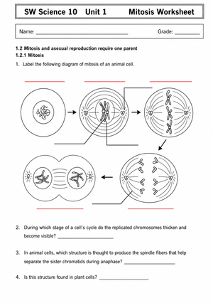 Mitosis Practice Worksheet | Grade 9-12 Essential
