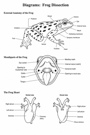 Essential Frog Dissection Diagrams | Grades 7-12