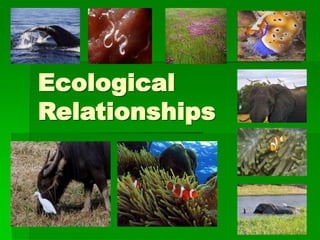 Free Printable Ecological Relationships Worksheets