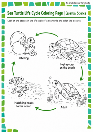 Grade 1 Sea Turtle Life Cycle — Printable No-Prep Worksheet