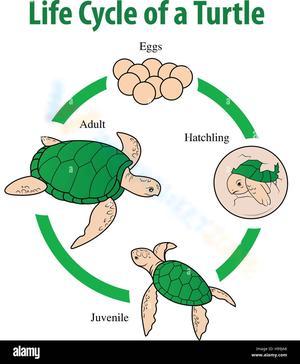 Turtle Life Cycle Worksheet for Kids