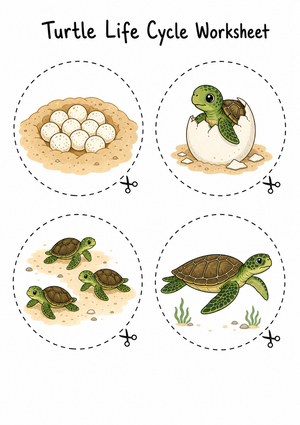 Grade 3 Turtle Life Cycle — Printable No-Prep Worksheet