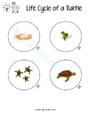 Turtle Life Cycle Worksheet