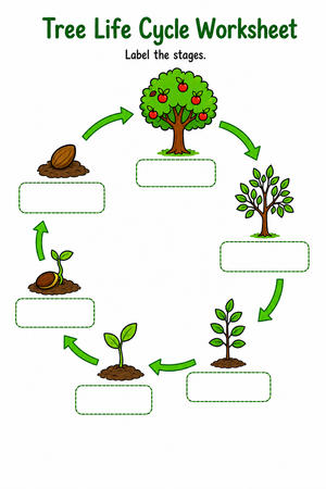 Tree Life Cycle Worksheet