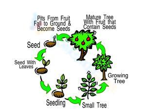 Tree Life Cycle Worksheet