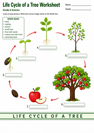 Life Cycle of a Tree Worksheet | Essential Grade 6 Science