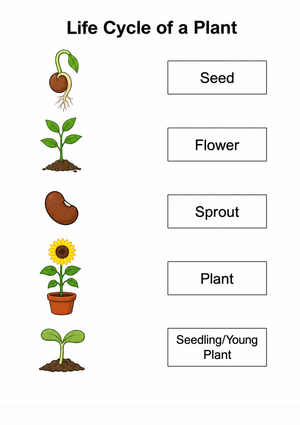 Grade 6 Plant Life Cycle — Printable No-Prep Worksheet