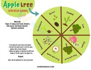 Learn the Life Cycle of a Tree