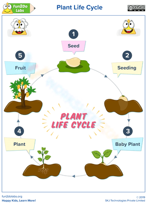 Explore Plant Life Cycle 