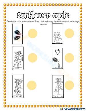 Explore the Sunflower Cycle