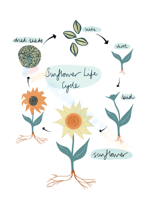 Illustrate Sunflower Life Stages