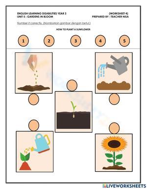 Sunflower Stages of Development Worksheet