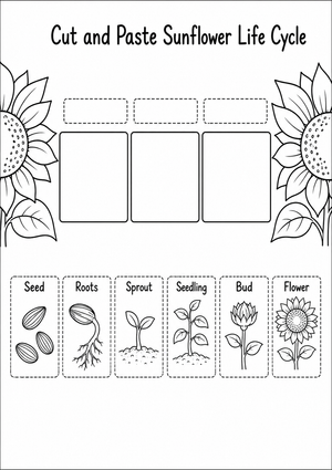Cut and Paste Sunflower Life Cycle