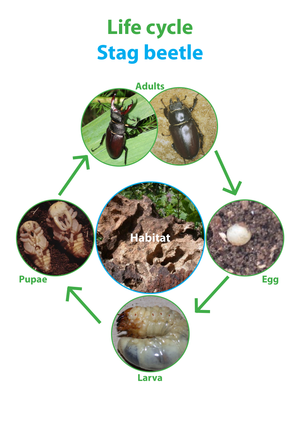Stag Beetle Life Cycle Worksheet | Essential Science