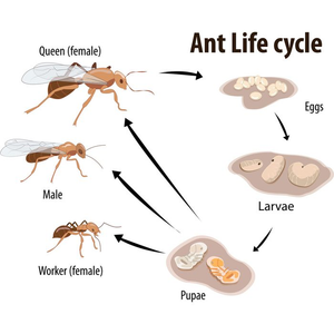Explore the Ant Life Cycle Worksheet